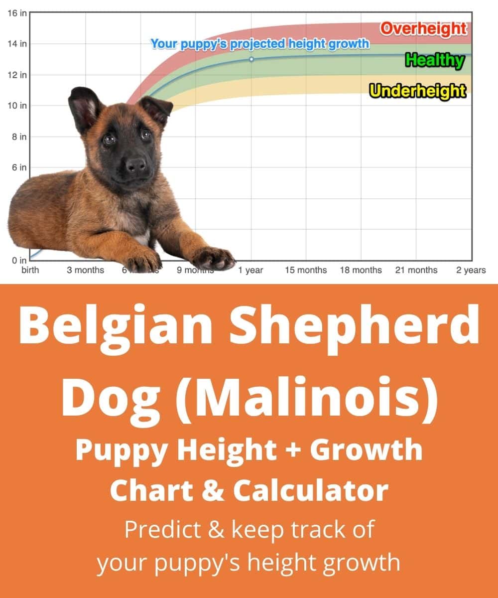 belgian-malinois Puppy height Growth Chart